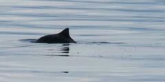 Phocoena phocoena