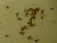 Drosophilidae