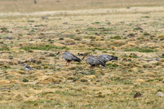Theristicus branickii