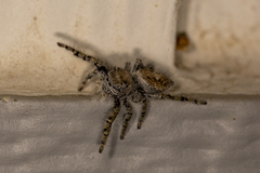 Phidippus comatus