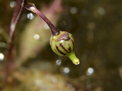 Utricularia muelleri