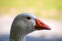 Anser anser domesticus