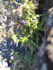 Echium