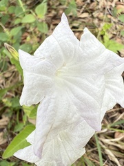 Ruellia metziae
