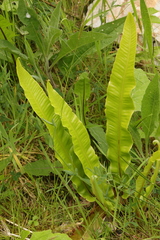 Asplenium scolopendrium scolopendrium
