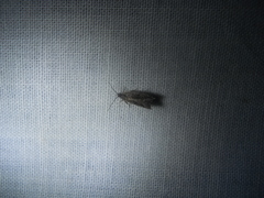 Ancylis diminuatana