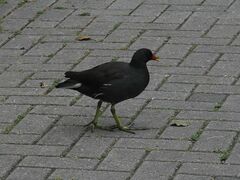 Gallinula chloropus