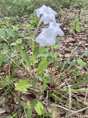 Ruellia metziae