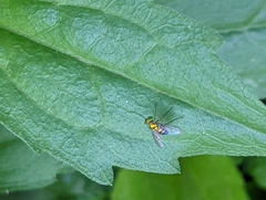 Condylostylus caudatus