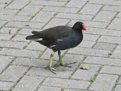 Gallinula chloropus