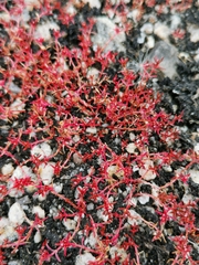 Crassula aquatica