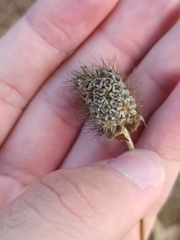 Sixalix atropurpurea