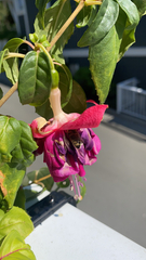 Fuchsia × hybrida