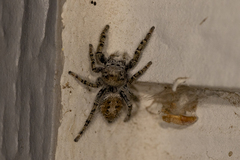 Phidippus comatus