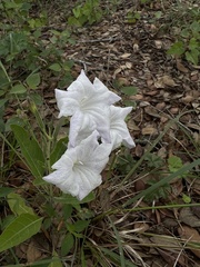 Ruellia metziae