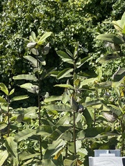 Asclepias syriaca