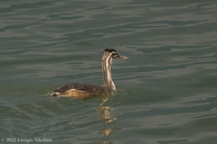 Podiceps cristatus