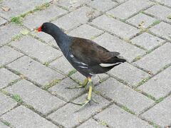 Gallinula chloropus