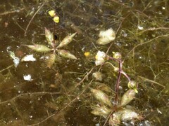Utricularia muelleri