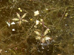 Utricularia muelleri