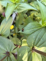 Rhodobaenus quinquepunctatus
