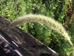 Setaria magna