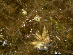 Utricularia muelleri