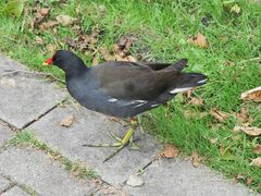 Gallinula chloropus