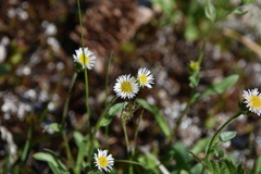 Erigeron acris