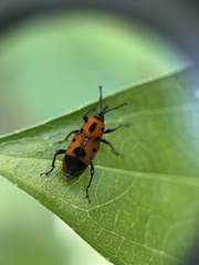 Rhodobaenus quinquepunctatus