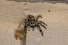 Phidippus comatus