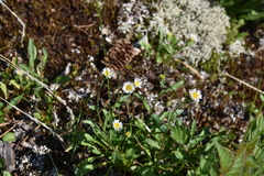 Erigeron acris