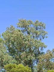 Eucalyptus camaldulensis