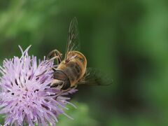 Eristalis tenax