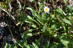 Erigeron acris