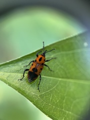 Rhodobaenus quinquepunctatus