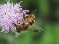 Eristalis tenax