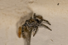 Phidippus comatus