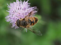 Eristalis tenax