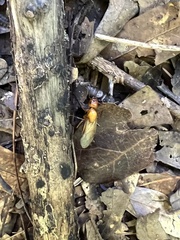 Camponotus castaneus