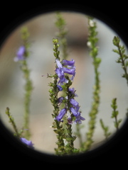 Anarrhinum bellidifolium