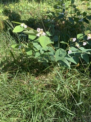 Apocynum androsaemifolium