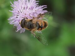 Eristalis tenax