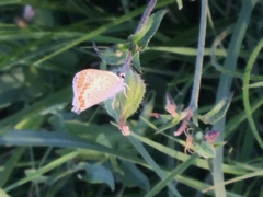 Lycaena tityrus