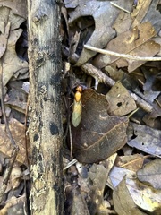 Camponotus castaneus