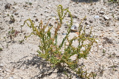 Suaeda maritima