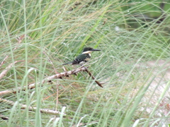 Chloroceryle americana