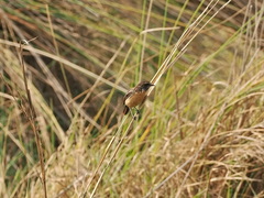 Saxicola torquatus