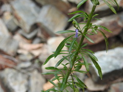 Anarrhinum bellidifolium