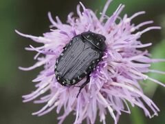 Oxythyrea funesta